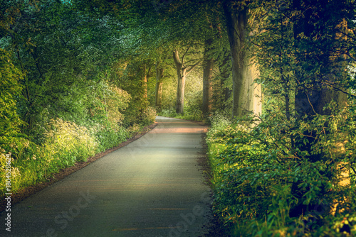 Big Trees along the road side at the dutch countryside