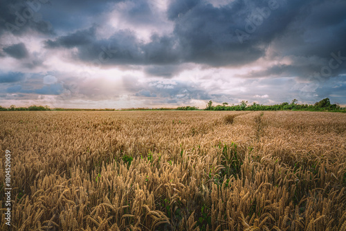 Flowering corn in landscape with overpowering threatening clouds at the end of the day