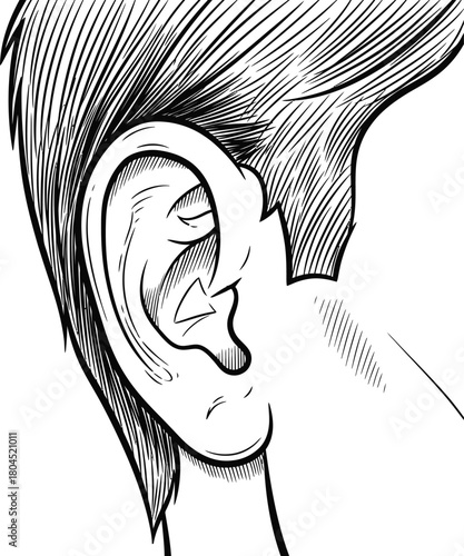 Ear anatomy drawing detailed illustration medical diagram human body eps silhouette