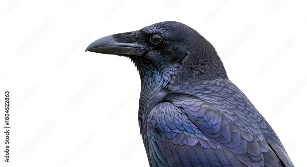 Fototapeta premium Closeup of a Black Crow with Sharp Beak and Dark Feathers 1.