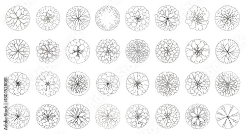 Overhead view of tree crown illustrations, showing various tree types and canopy shapes.