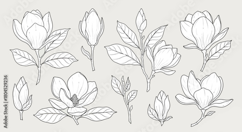 Line art illustration of magnolia flowers and buds with leaves on a light background.