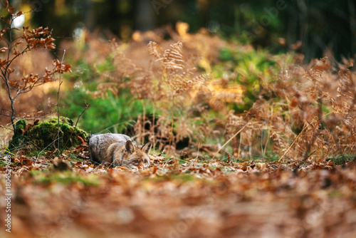 Photography A red fox stands alert on a forest floor covered in autumn leaves, blending naturally with the warm light and woodland surroundings