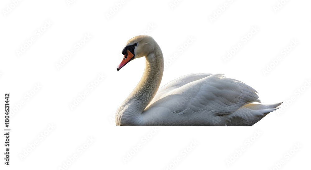 Fototapeta premium Elegant White Swan Swimming in Calm Water.