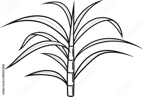 Sugarcane Illustration Set. Sugarcane Outline Design. Fresh Sugarcane Art Collection. Sugarcane Line Drawing Pack. Tropical Sugarcane Artwork. Sugarcane Plant Outline Series. Organic Sugarcane Graphic