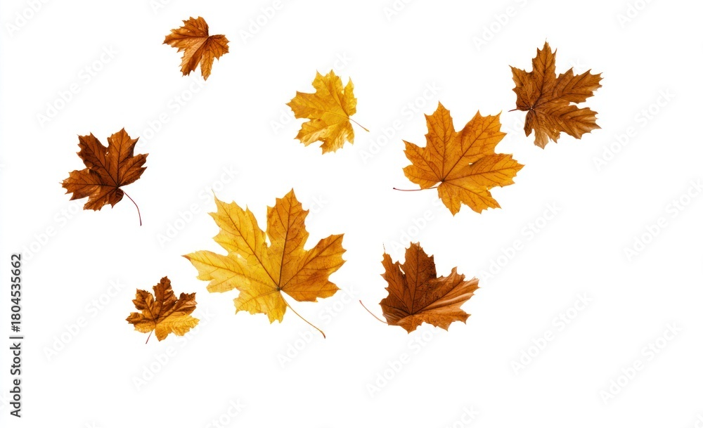 Fototapeta premium Several colorful maple leaves in various stages of autumn hues float against a pure white background
