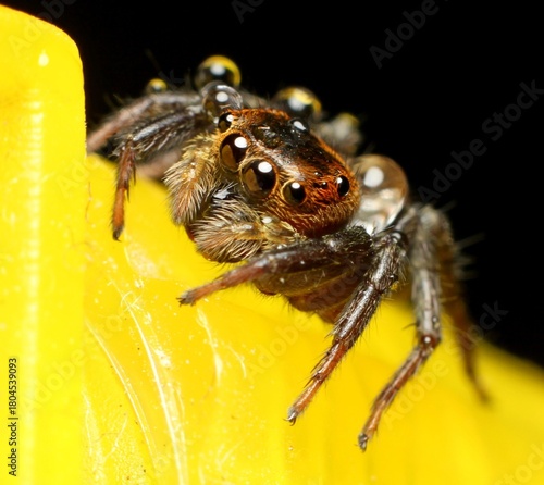 lexippus paykulli is a species of jumping spider.It is native to south east Asia but has spread to other parts of the world and globe.