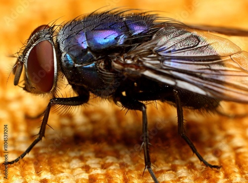 Flies are a prominent part of the ecosystem in Malaysia, contributing to various ecological processes that sustain life