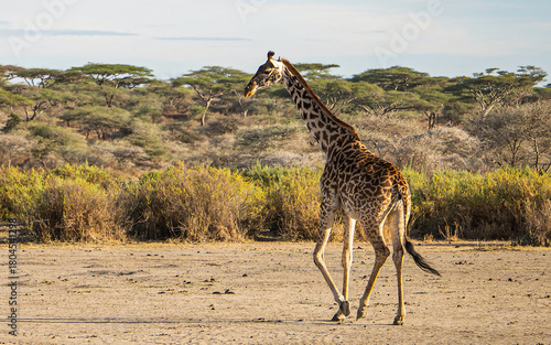 Canvas Print Girafe d'afrique en tanzanie dans la savane