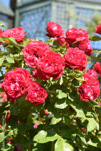 Close-up of roses in a rose garden