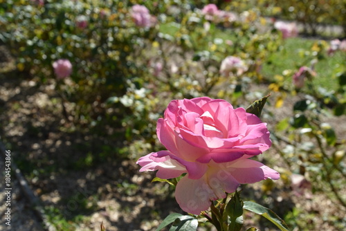 Close-up of roses in a rose garden