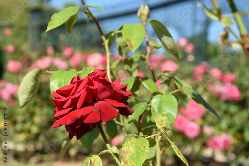 Close-up of roses in a rose garden