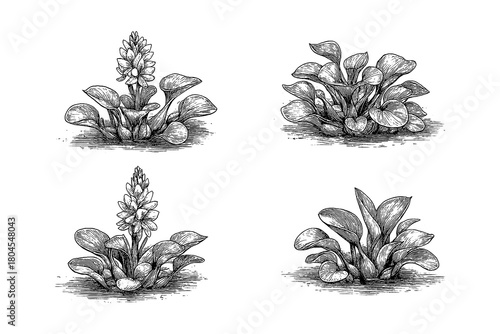 Water Hyacinth Variations in Vintage Engraving Style, Transparent Background