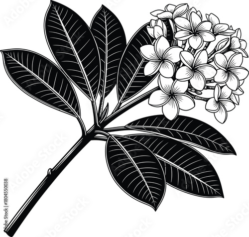 Plumeria flower drawing vector illustration tropical floral design art eps silhouette
