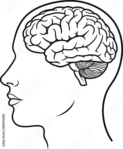 Human brain anatomy illustration medical diagram science education art eps silhouette
