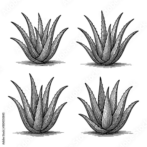 Aloe Vera Set in Vintage Botanical Engraving Style, Transparent Background