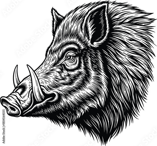 Detailed boar head illustration vector art wild hog tusked pig design eps silhouette