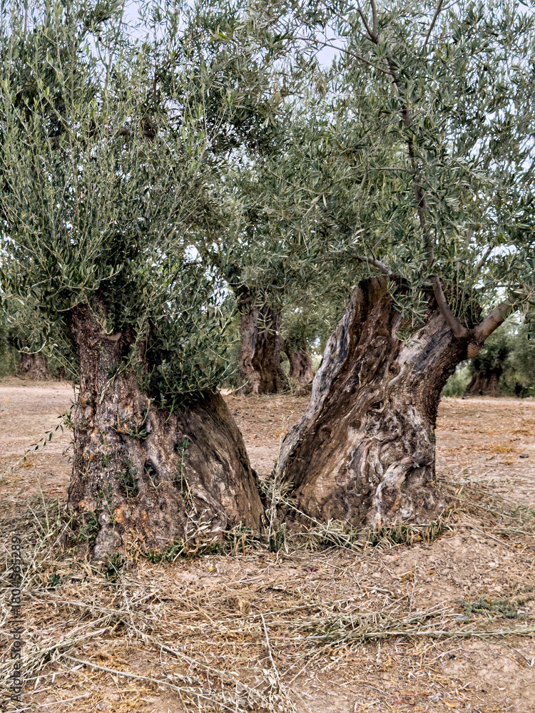 Fototapeta premium Ancient olive tree with a huge twisted trunk in southern Spain