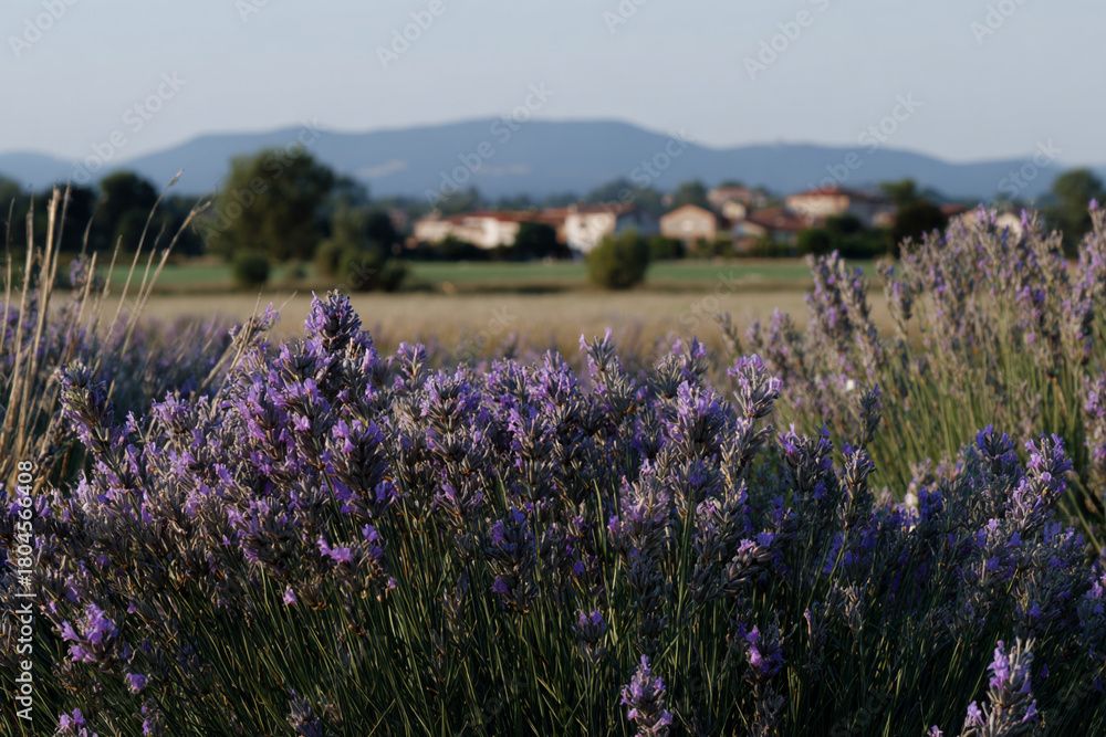 Obraz premium Lavender field Provence France.