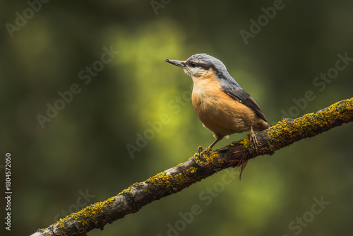 nuthatch on a branch