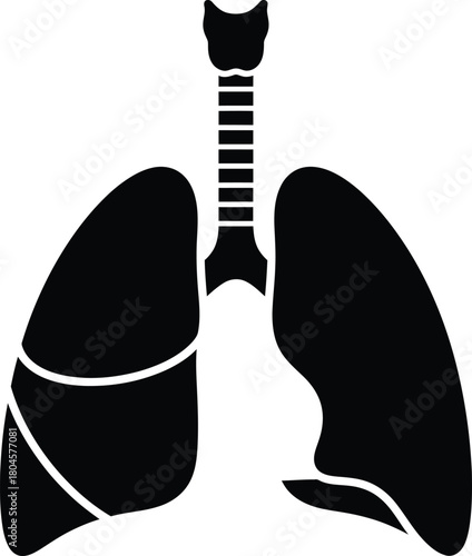 Lung anatomy illustration for respiratory system health and medical use eps silhouette