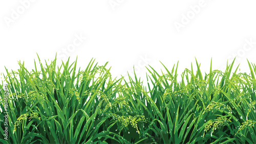 Green Grass Field with Rice Vector Watermark - Nature Landscape Image