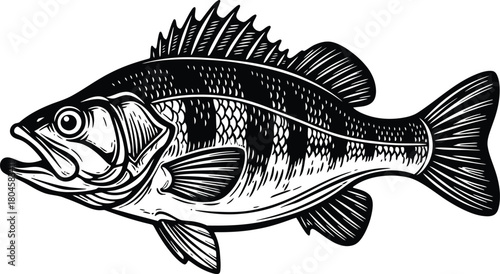 Isolated black and white bass fish vector illustration for fishing art eps silhouette
