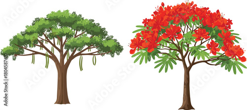 Tropical tree with green leaves, seed pods, flowering tree with red blossoms, botanical contrast, nature diversity, landscape, foliage, flora, bloom