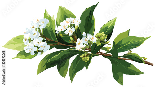 Beautiful Plant with White Flowers and Green Leaves Vector Illustration