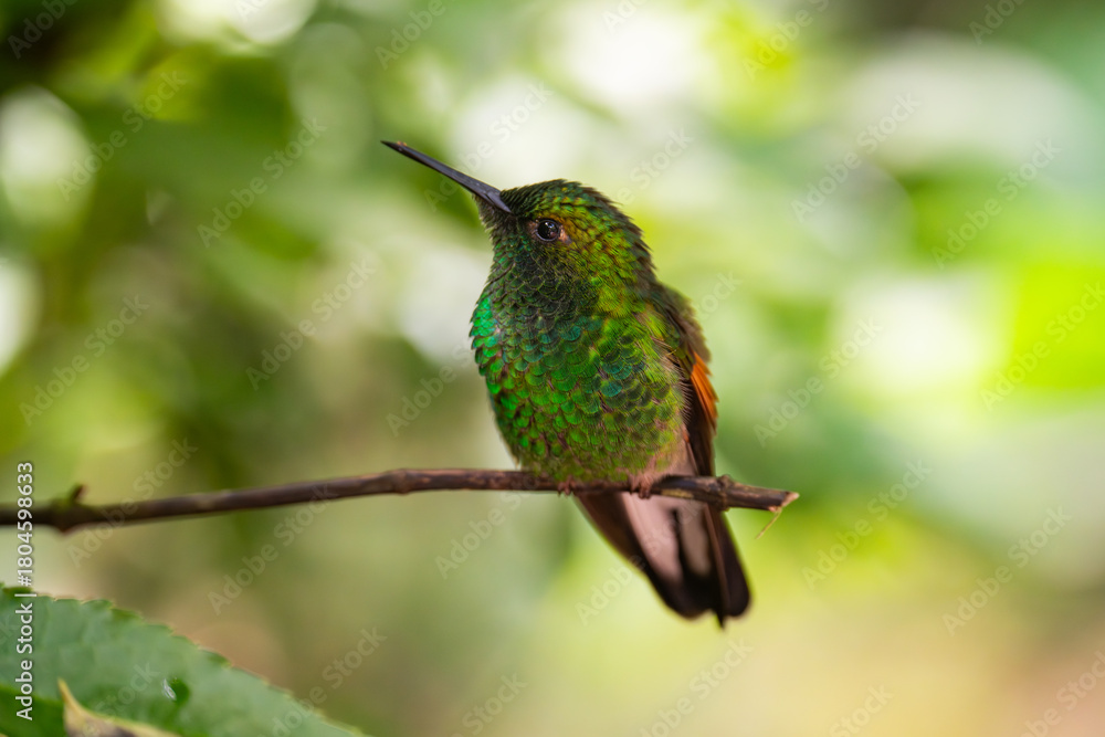 Fototapeta premium Kolibri auf dem Ast