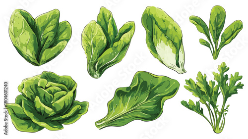 Fresh Green Salad Leaves Cooking Vector Set with Outlines for Culinary Designs