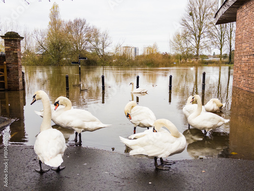 swans on the river