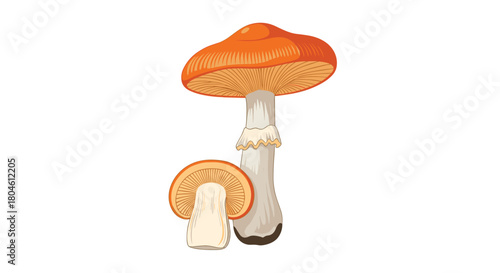 Illustration of two orange-capped mushrooms, one whole and one with a sliced cap, against a white background.