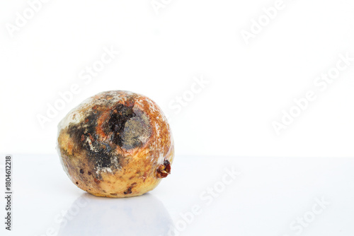 Guava fruit with mold and bacteria, mould is one of the structures that certain fungi can form, formation of spores containing fungal secondary metabolites, decaying rotten Guava and discolored