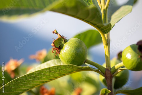 small guava tree with raw fruit