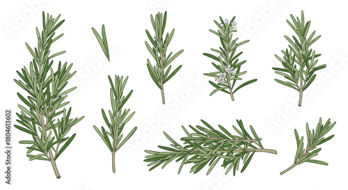 Collection of illustrated rosemary sprigs and leaves on a white background.