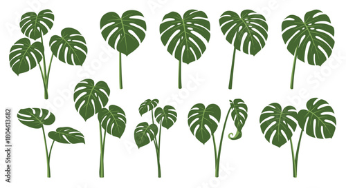 Collection of monstera deliciosa leaves and plants in various stages of growth.