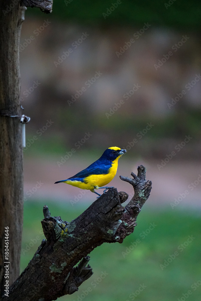 Naklejka premium Euphonia laniirostris