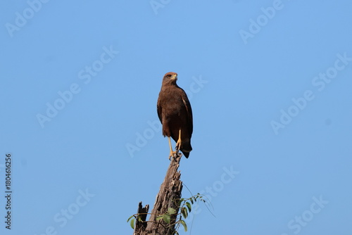 Amazing colorful beautiful bird from  Pantanal, the brazilian rain forest