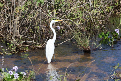 Amazing colorful beautiful bird from  Pantanal, the brazilian rain forest