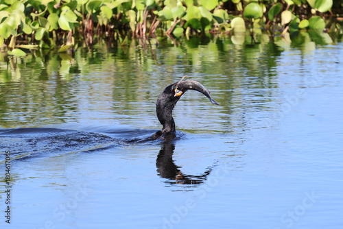 Amazing colorful beautiful bird from  Pantanal, the brazilian rain forest
