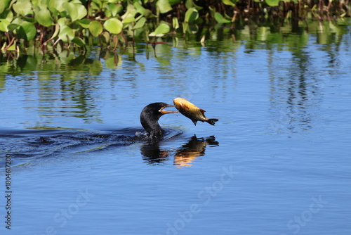 Amazing colorful beautiful bird from  Pantanal, the brazilian rain forest