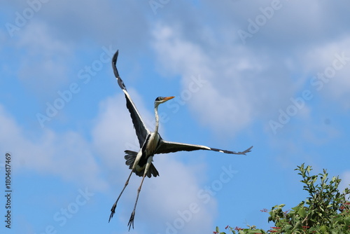 Amazing colorful beautiful bird from  Pantanal, the brazilian rain forest