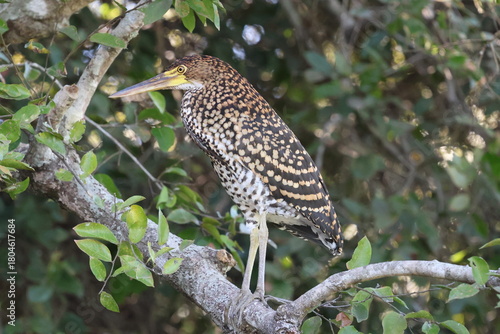 Amazing colorful beautiful bird from  Pantanal, the brazilian rain forest