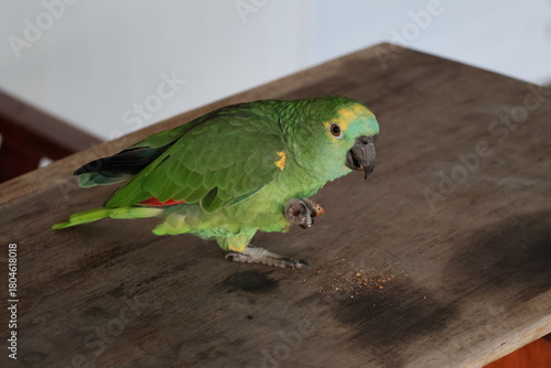 Amazing colorful beautiful bird from  Pantanal, the brazilian rain forest