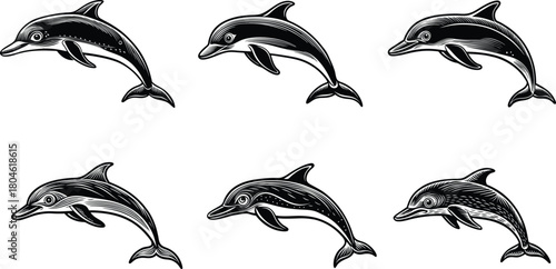 Collection of Engraved Style Dolphin Illustrations in Black and White Outline
