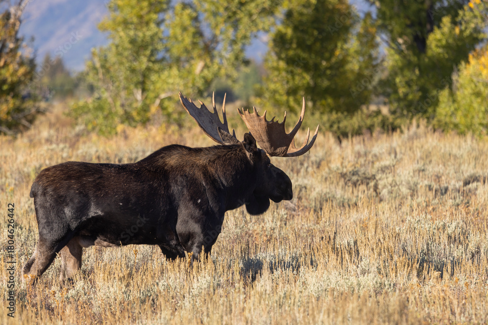 Obraz premium Bull Shiras Moose During the Rut in Grand Teton Naitonal Park Wyoming in Autumn