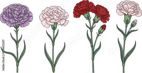 Set of colorful carnation flowers, blooming botanical red pink and purple plants, cad drawing flat vector illustration, isolated collection