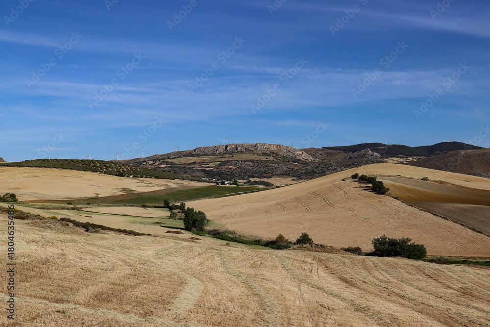 Obraz premium Agricultural areas in the hills around Antequera used as cornfields (Andalusia, Spain)
