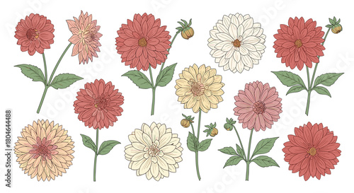 Botanical collection of beautiful dahlia flowers in various colors including red pink and yellow isolated on a white background.